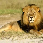 Farmers using insecticides to kill lions