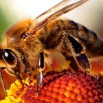 Are Bees losing the pollination war?