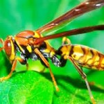Wasp venom can kill cancerous cells!