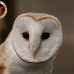 Stubborn residual rodenticide levels in barn owls still on the increase.