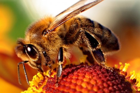 Are Bees losing the pollination war?