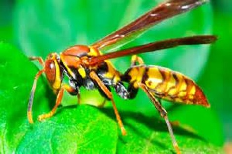 Wasp venom can kill cancerous cells!
