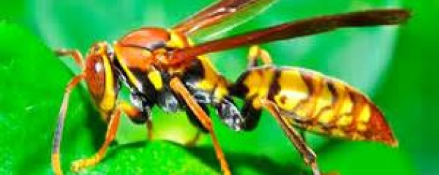 Wasp venom can kill cancerous cells!