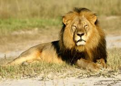 Farmers using insecticides to kill lions