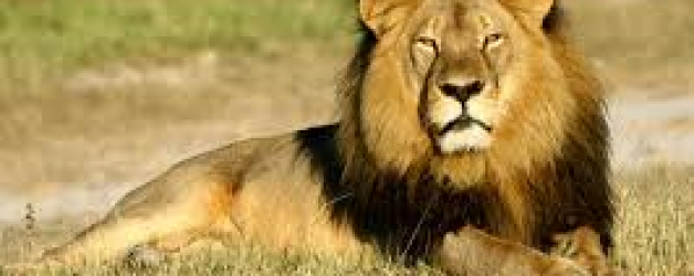 Farmers using insecticides to kill lions