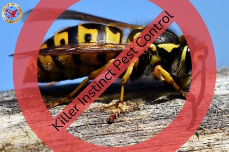5 ways to stop wasps being a nuisance this summer