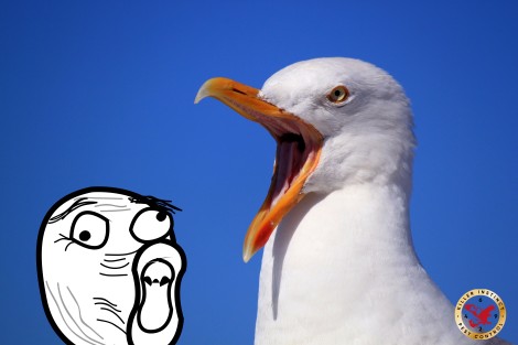 A Seagull rips off a mans testicle while he sunbathes naked