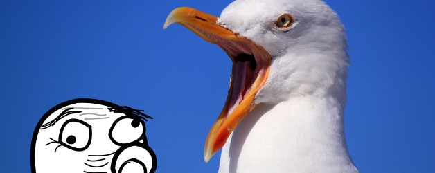 Funny Seagull