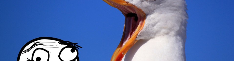 Funny Seagull