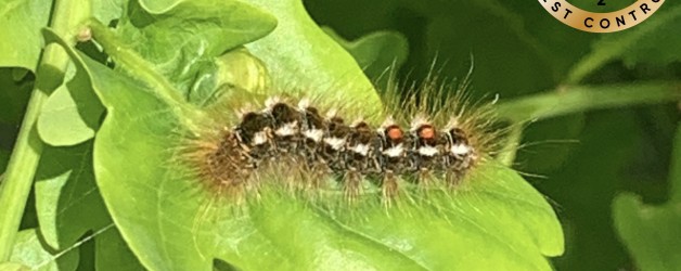 Brown tail moth caterpillars on a leaf