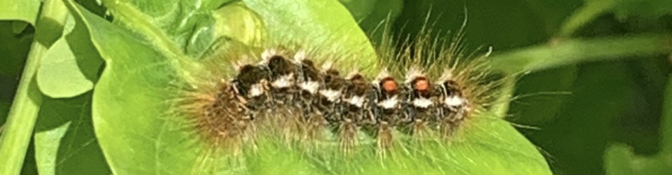 Brown tail moth caterpillars on a leaf