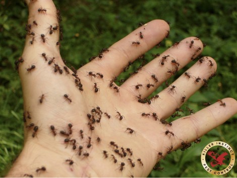 Do you have Ants in your pant-ry?