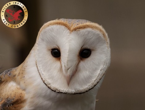 Stubborn residual rodenticide levels in barn owls still on the increase.