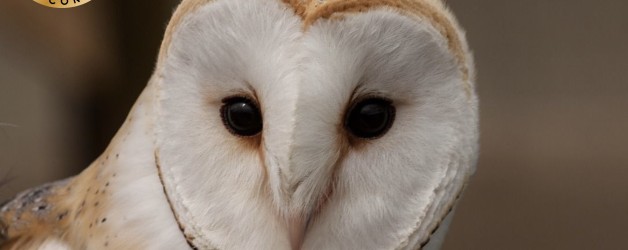 Barn Owl