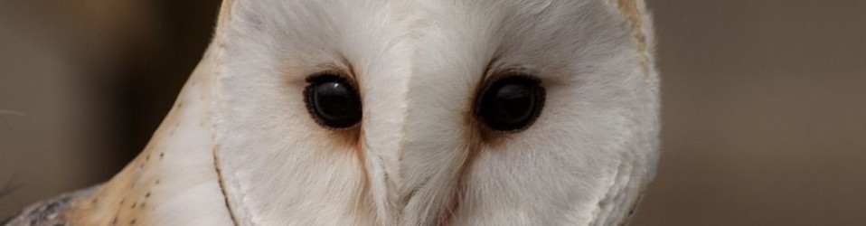 Barn Owl